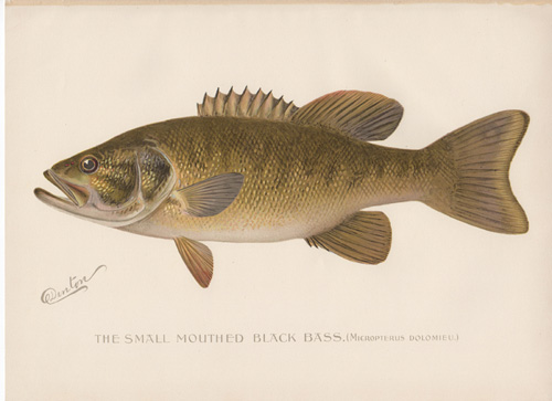Denton fish lithograph from 1896